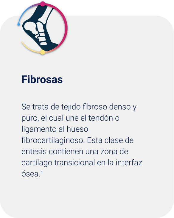 Fibrosas