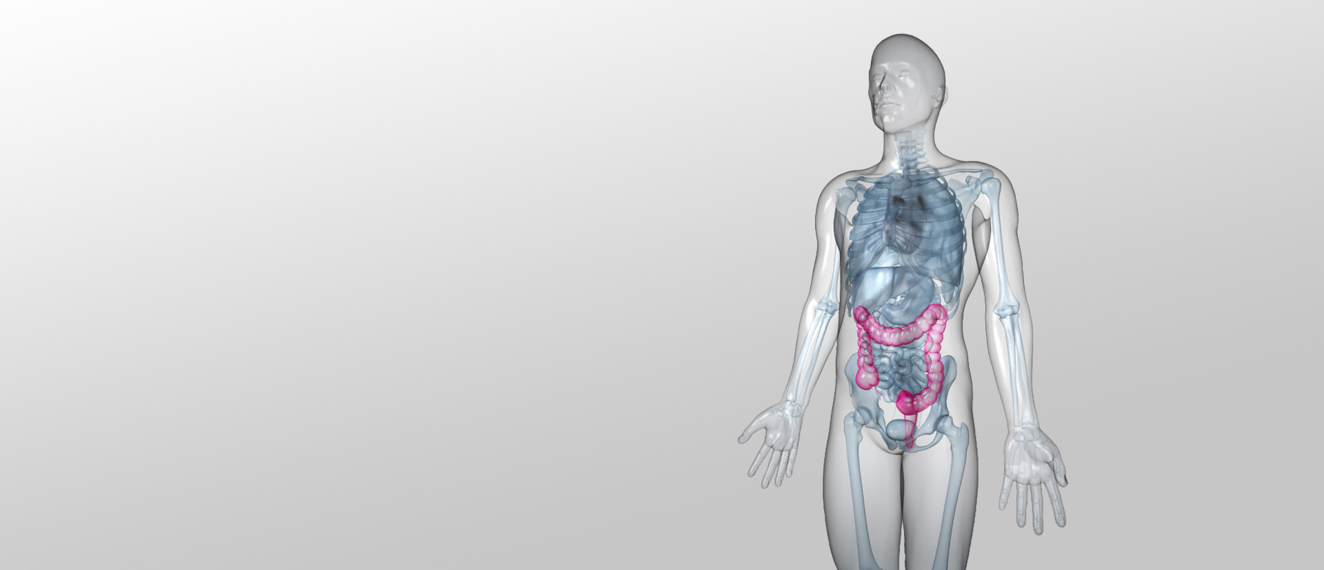 In einer transparenten menschlichen Silhouette sind die inneren Organe im Brust- und Bauchbereich dargestellt. Der Verdauungstrakt ist farblich hervorgehoben.