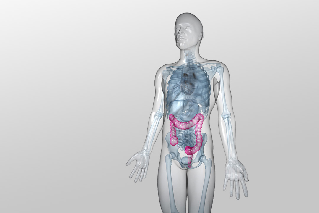 In einer transparenten menschlichen Silhouette sind die inneren Organe im Brust- und Bauchbereich dargestellt. Der Verdauungstrakt ist farblich hervorgehoben.