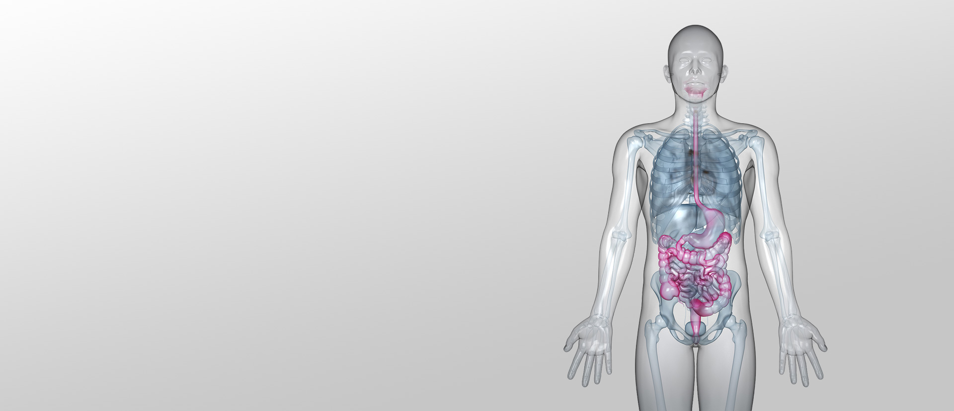 In einer transparenten menschlichen Silhouette sind die inneren Organe im Brust- und Bauchbereich dargestellt. Der Verdauungstrakt ist farblich hervorgehoben. In einer transparenten menschlichen Silhouette sind die inneren Organe im Brust- und Bauchbereich dargestellt. Der Verdauungstrakt ist farblich hervorgehoben.