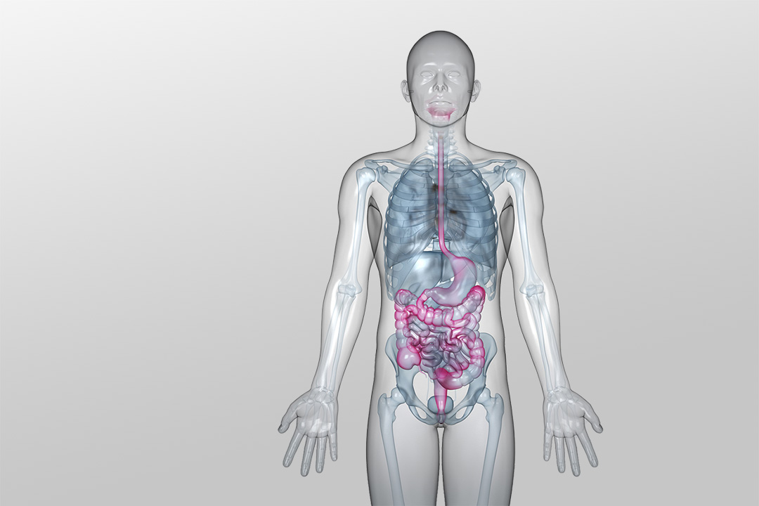 In einer transparenten menschlichen Silhouette sind die inneren Organe im Brust- und Bauchbereich dargestellt. Der Verdauungstrakt ist farblich hervorgehoben. In einer transparenten menschlichen Silhouette sind die inneren Organe im Brust- und Bauchbereich dargestellt. Der Verdauungstrakt ist farblich hervorgehoben.