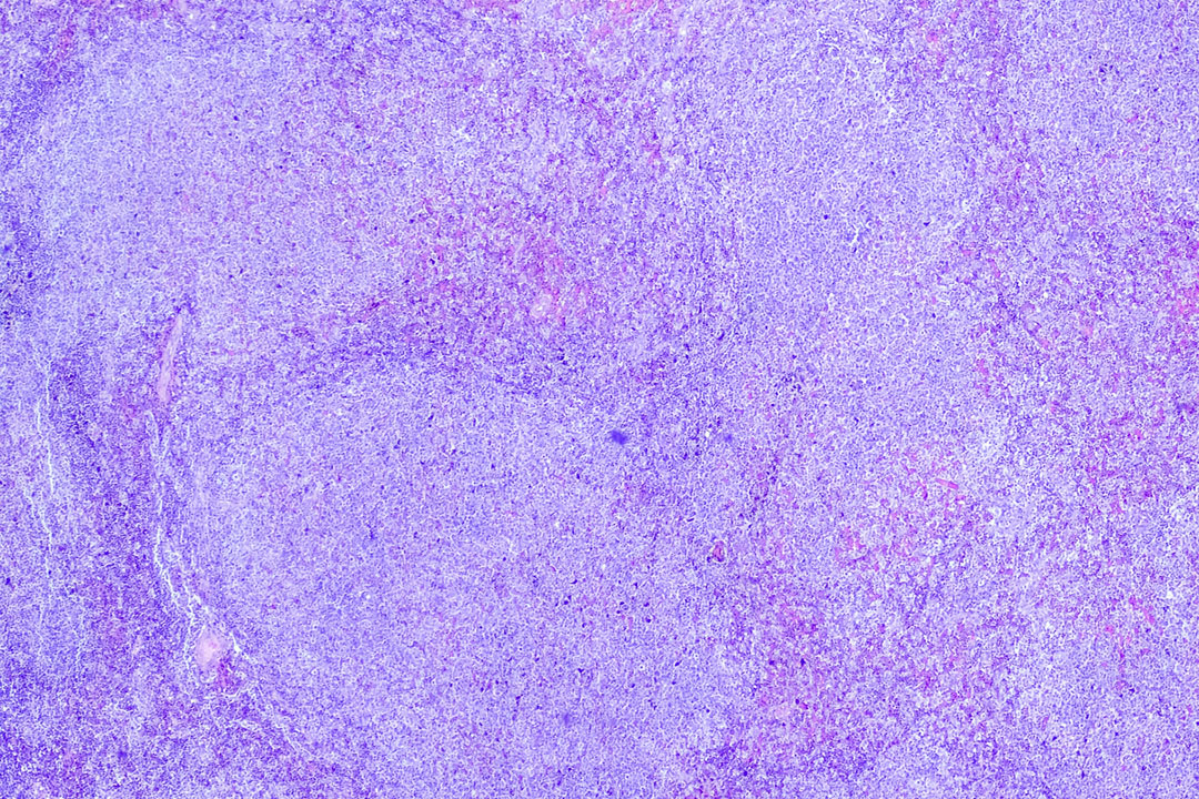 FL Ansicht Mikroskop