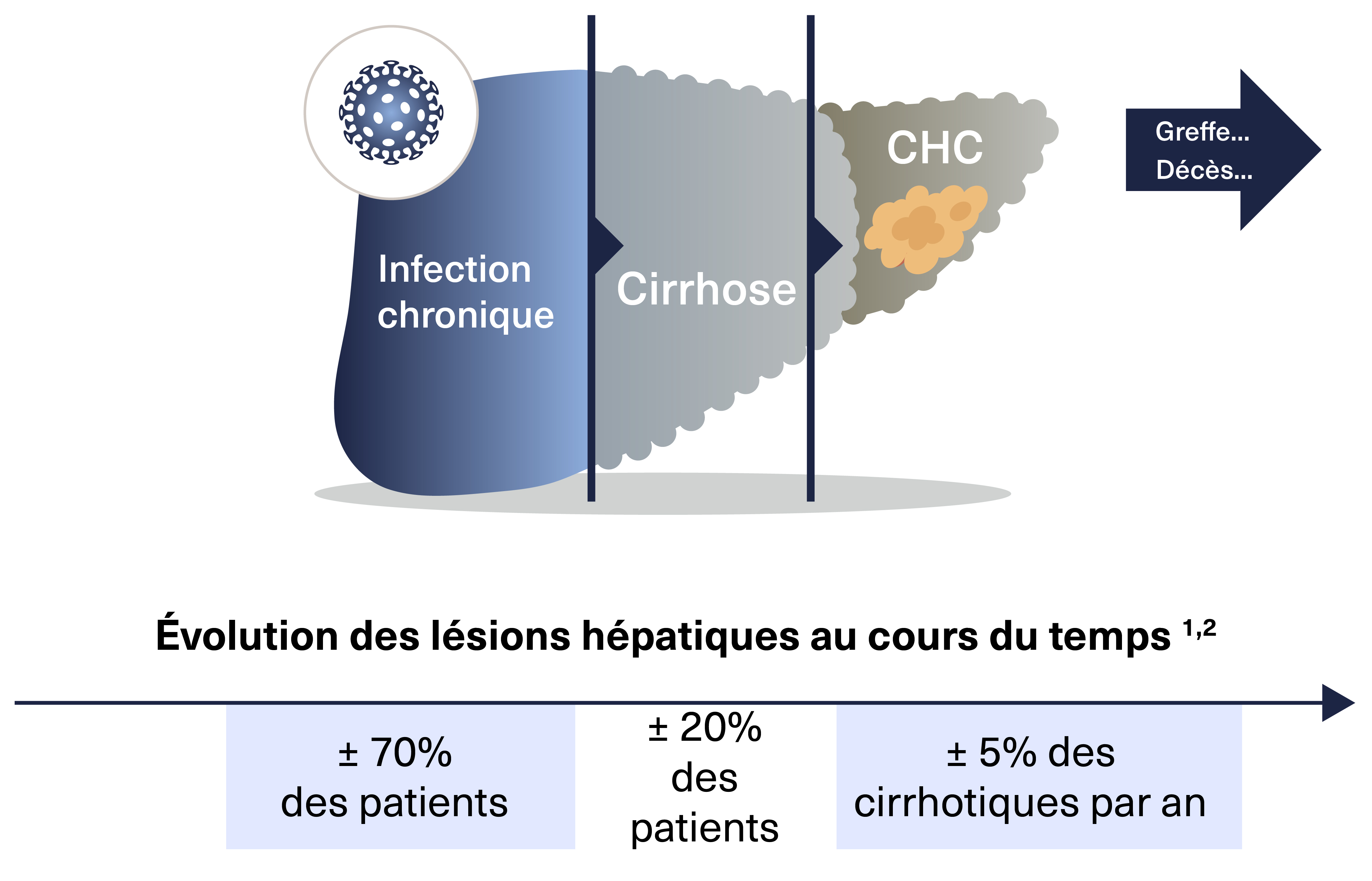schéma évolution des lésions hépatiques au cours du temps