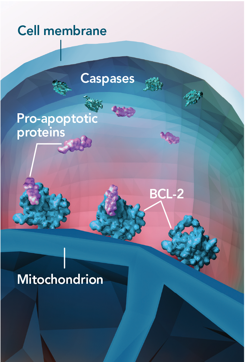 overexpressed-bcl-2-desktop