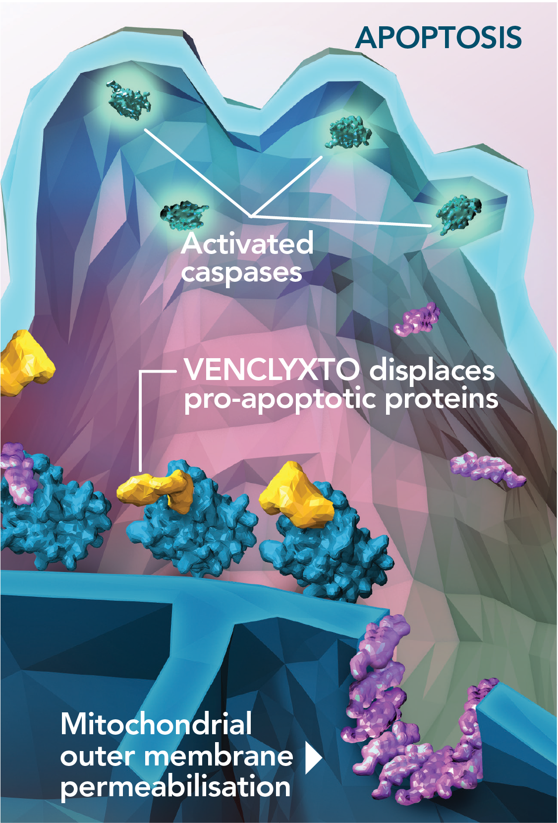 ven-bcl-2-inhbition-desktop