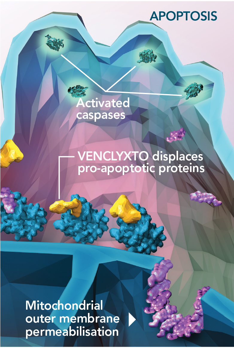 ven-bcl-2-inhbition-desktop