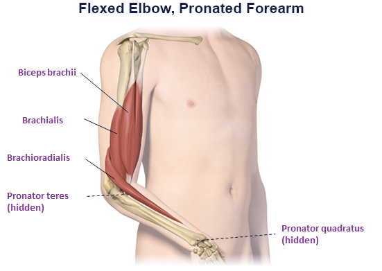 abbvie_pro_neuro_upper_1