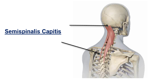 abbvie_pro_neuro_dys_14