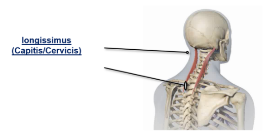 abbvie_pro_neuro_dys_16