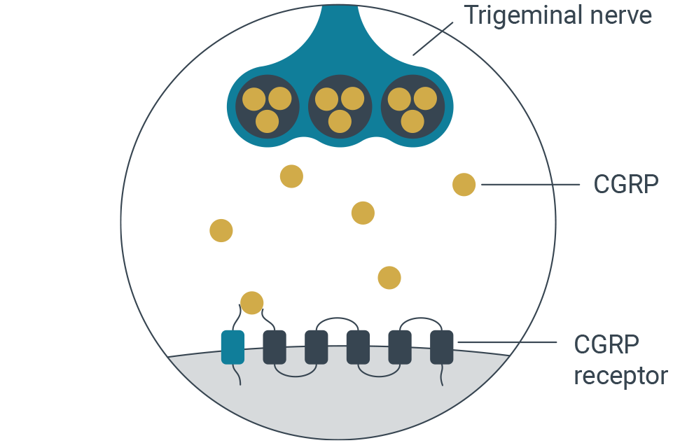 CGRP_ELEVATED_DURING_MIGRAINE