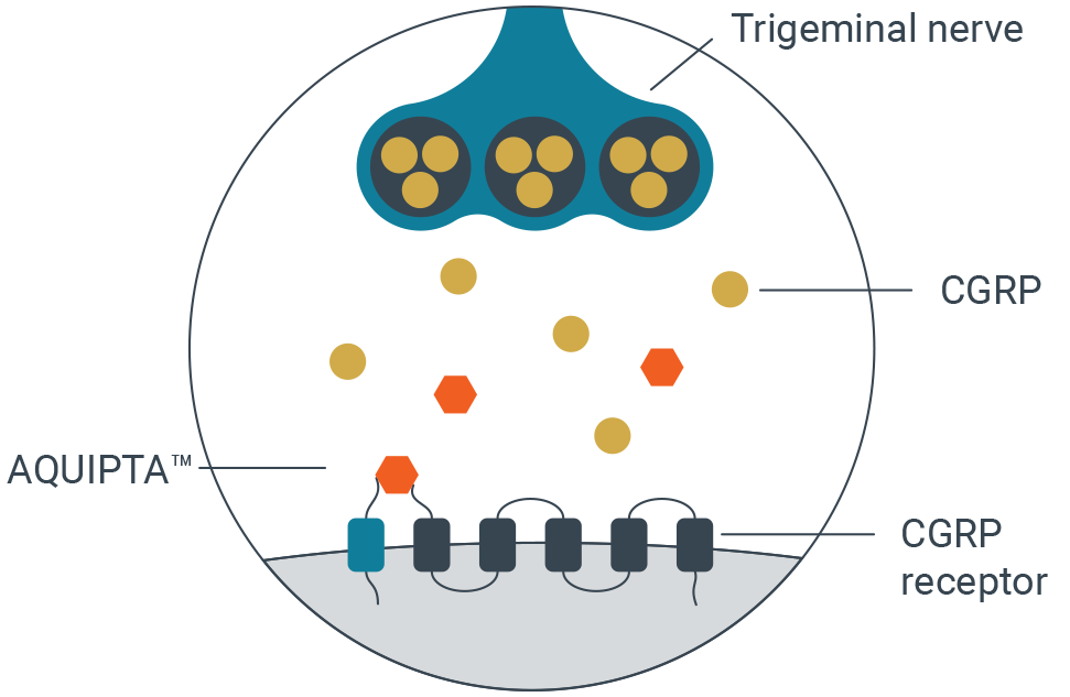 AQUIPTA_INHIBITS_CGRP_AT_ITS_RECEPTORS