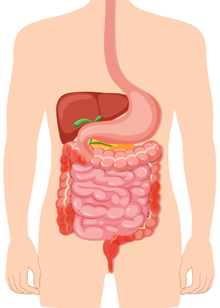 illustrazione L2 colon