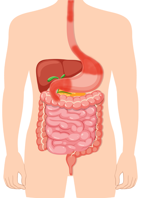 illustrazione L4 tratto GI superiore