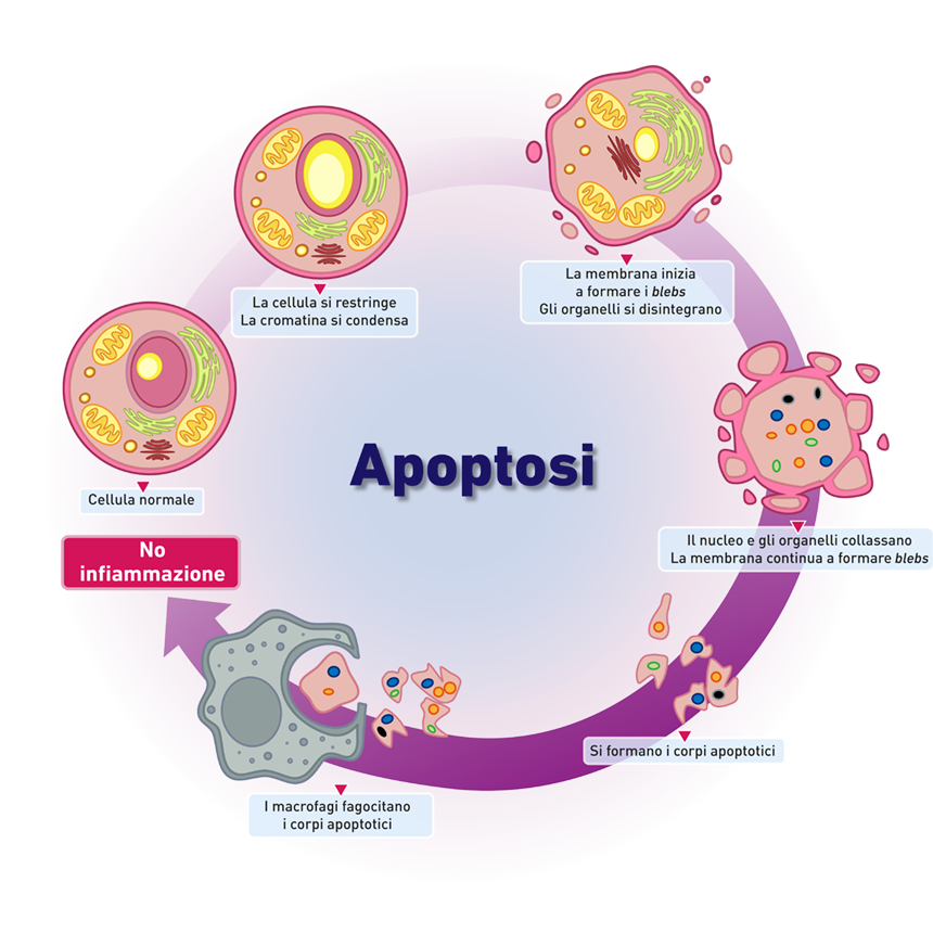 Figura 1. Citologia dell’apoptosi. Tratto da Fig. 4, ref. 1.