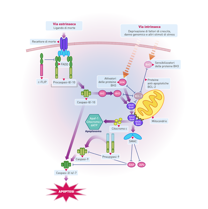 Figura 2. Via intriseca e via estrinseca dell’apoptosi. Tratto da Fig. 1, ref. 5.
