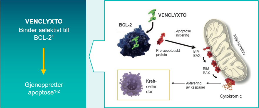 VENCLYXTO - Målrettet BCL-2-hemmer som initierer programmert celledød