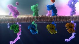 Illustration av celler i olika färger