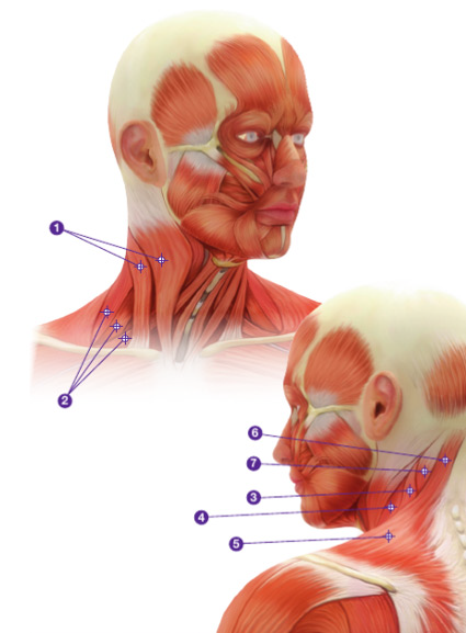  Illustration av ansiktets muskler