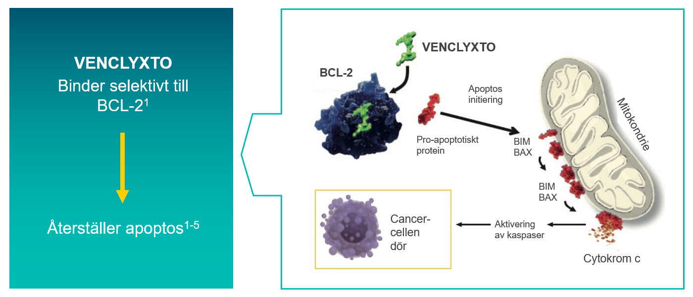 ven_aml_programmerad_celldod
