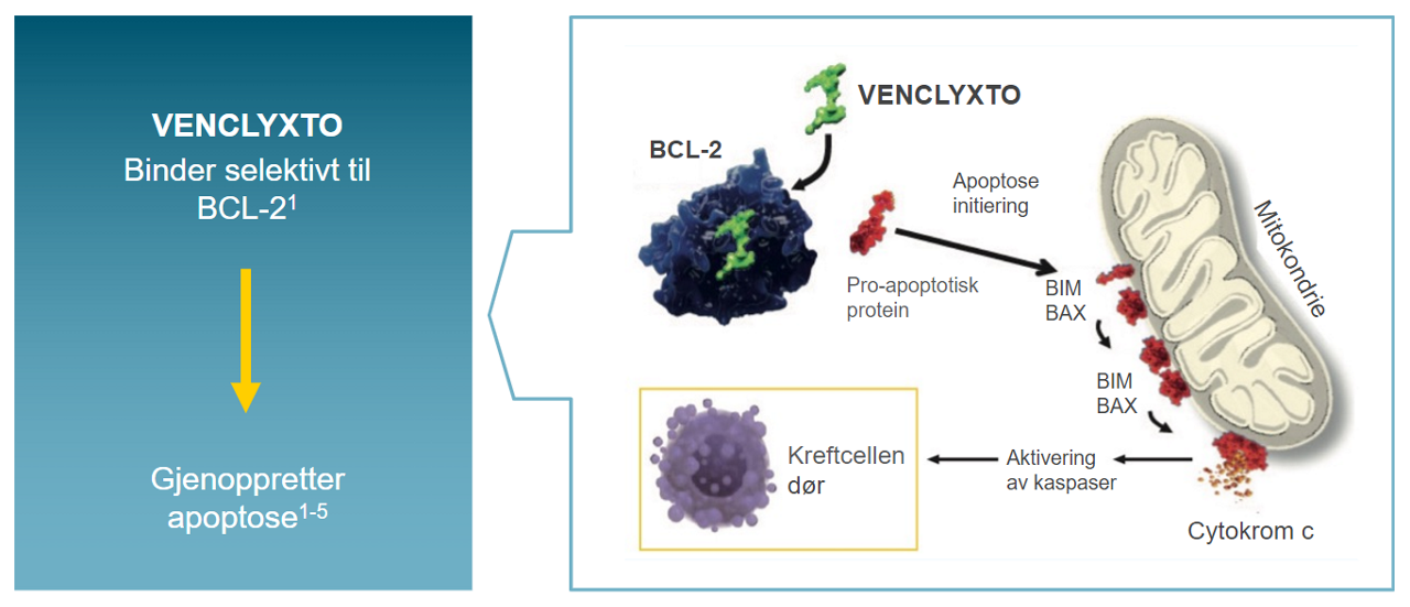 VENCLYXTO - Målrettet BCL-2-hemmer som initierer programmert celledød