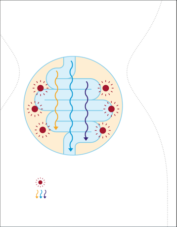 Illustration av tarmen